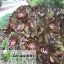 Load image into Gallery viewer, Aeonium 'Atropurpureum'