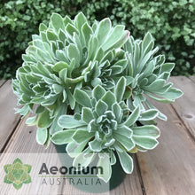 Load image into Gallery viewer, Aeonium 'Ballerina'
