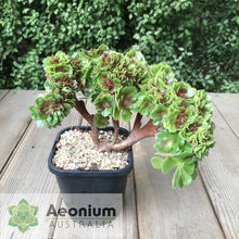 Load image into Gallery viewer, Aeonium 'Blushing Beauty' Crest