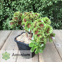 Load image into Gallery viewer, Aeonium 'Blushing Beauty' Crest