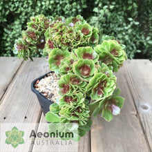 Load image into Gallery viewer, Aeonium 'Blushing Beauty' Crest