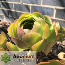 Load image into Gallery viewer, Aeonium 'Blushing Beauty'