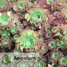 Load image into Gallery viewer, Aeonium 'Blushing Beauty'