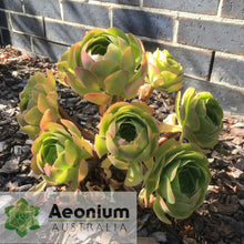 Load image into Gallery viewer, Aeonium 'Blushing Beauty'