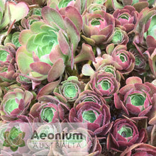 Load image into Gallery viewer, Aeonium 'Blushing Beauty'