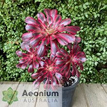 Load image into Gallery viewer, Aeonium 'Chanel'