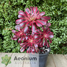 Load image into Gallery viewer, Aeonium 'Chanel'