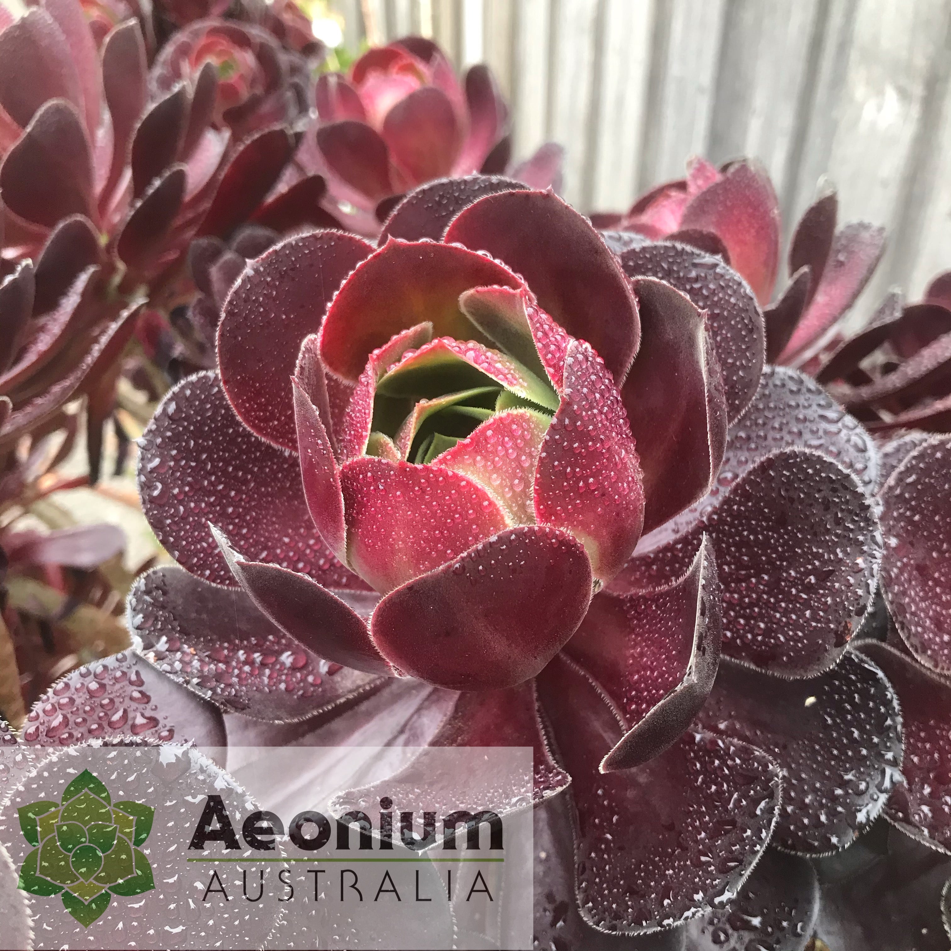 chocolate rose succulent Aeonium 'Chocolate Rose'