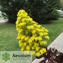 Load image into Gallery viewer, Aeonium 'Chocolate Rose'