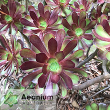 Load image into Gallery viewer, Aeonium 'Chocolate Rose'