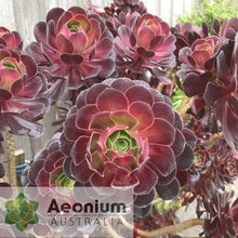 Load image into Gallery viewer, Aeonium 'Chocolate Rose'