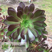 Load image into Gallery viewer, Aeonium 'Chocolate Rose'