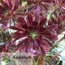 Load image into Gallery viewer, Aeonium 'Chocolate Rose'