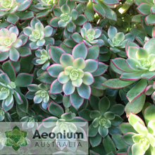 Load image into Gallery viewer, Aeonium 'Dream Color'