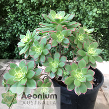 Load image into Gallery viewer, Aeonium 'Dream Color'