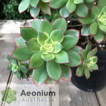 Load image into Gallery viewer, Aeonium 'Dream Color'
