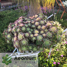 Load image into Gallery viewer, Aeonium 'Dream Color'