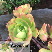 Load image into Gallery viewer, Aeonium 'Emerald Carpet'