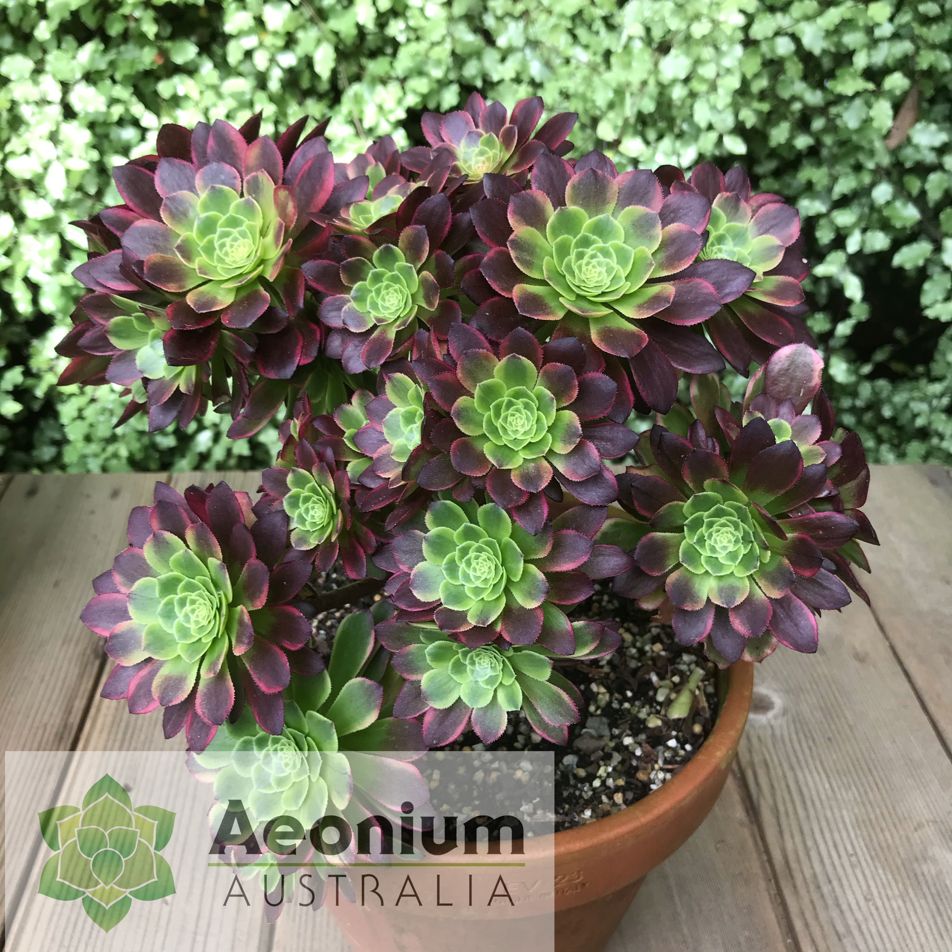fiesta succulent Aeonium 'Fiesta'