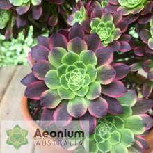 Load image into Gallery viewer, Aeonium 'Fiesta'
