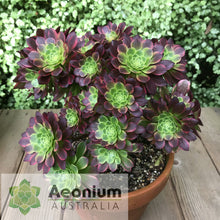 Load image into Gallery viewer, Aeonium 'Fiesta'