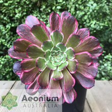 Load image into Gallery viewer, Aeonium 'Ink Painting'