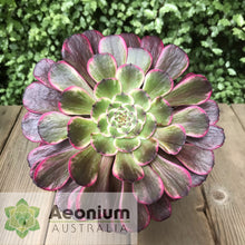 Load image into Gallery viewer, Aeonium 'Ink Painting'