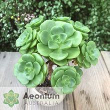 Load image into Gallery viewer, Aeonium 'Lily Pad'