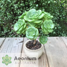 Load image into Gallery viewer, Aeonium 'Lily Pad'