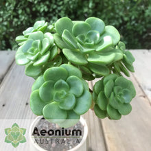 Load image into Gallery viewer, Aeonium 'Lily Pad'