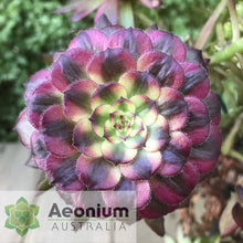 Load image into Gallery viewer, Aeonium 'Mardi Gras'