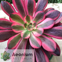 Load image into Gallery viewer, Aeonium 'Medusa'