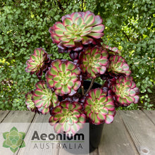Load image into Gallery viewer, Aeonium 'Meiji'