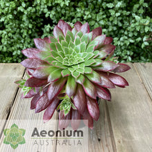 Load image into Gallery viewer, Aeonium 'Peacock'