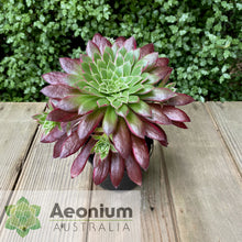 Load image into Gallery viewer, Aeonium 'Peacock'