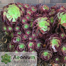Load image into Gallery viewer, Aeonium 'Velour'