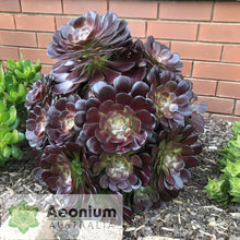 Load image into Gallery viewer, Aeonium 'Velour'