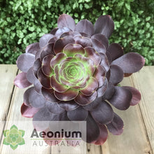 Load image into Gallery viewer, Aeonium 'Voodoo'