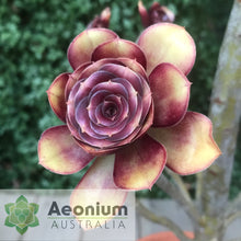 Load image into Gallery viewer, Aeonium 'Voodoo'