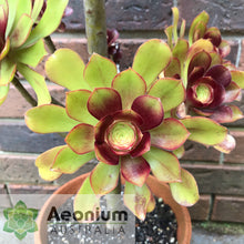 Load image into Gallery viewer, Aeonium 'Voodoo'
