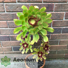 Load image into Gallery viewer, Aeonium 'Voodoo'