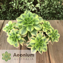 Load image into Gallery viewer, Aeonium 'Floresens'