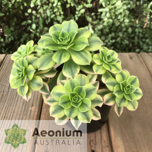 Load image into Gallery viewer, Aeonium 'Floresens'