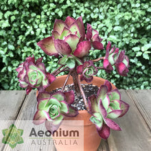 Load image into Gallery viewer, Aeonium 'Marnier Lapostolle’