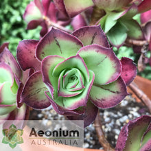 Load image into Gallery viewer, Aeonium 'Marnier Lapostolle’