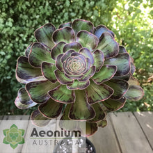 Load image into Gallery viewer, Aeonium arboreum 'Madara'