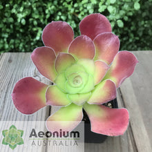 Load image into Gallery viewer, Aeonium canariense var. canariense
