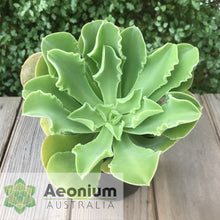 Load image into Gallery viewer, Aeonium canariense var. virgineum