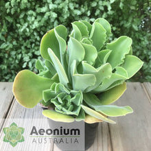 Load image into Gallery viewer, Aeonium canariense var. virgineum