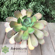 Load image into Gallery viewer, Aeonium escobarii